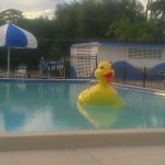Piscina Danny Del Rio Pool - Hillsborough County