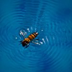 Piscina Honey Bee Swimming Pool - Southeastern City/Counties