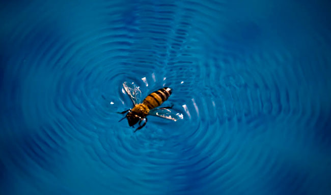 Piscina Honey Bee Swimming Pool - Southeastern City/Counties