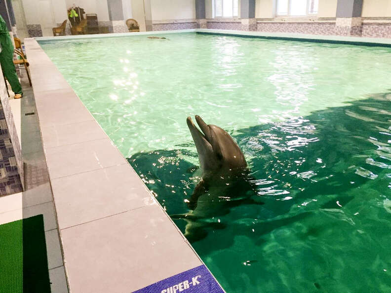 Piscina The Dolphin - Sussex